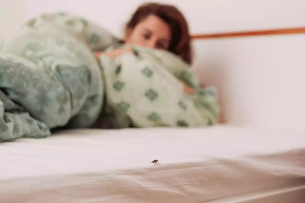 You won't believe how many cities in Ontario are considered the worst in Canada for bed bugs