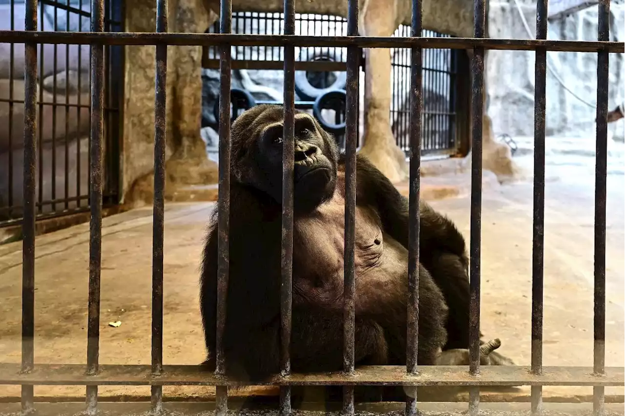 No freedom on the horizon for Bangkok 'mall gorilla'