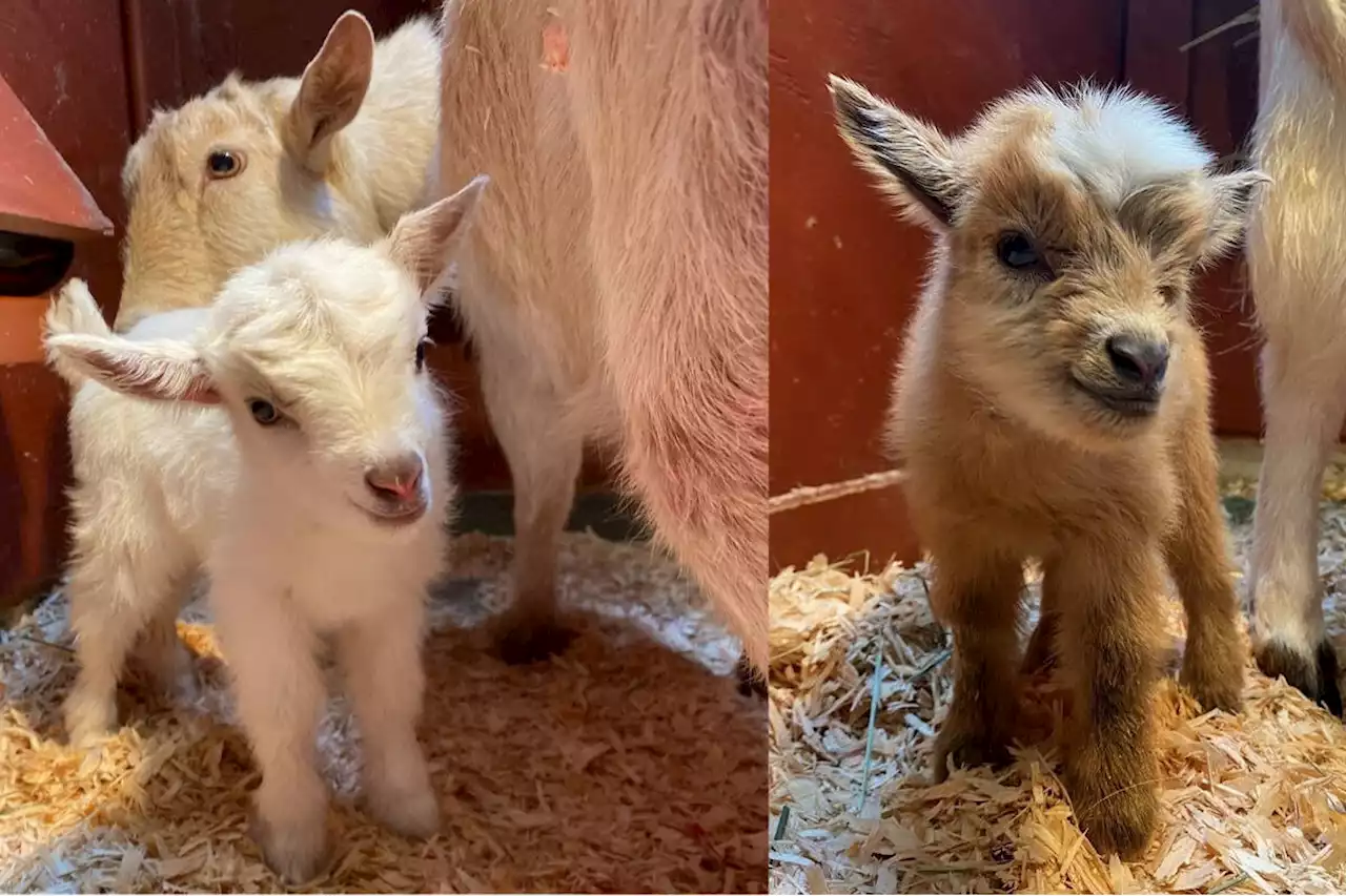 Tragic birth in Victoria petting zoo leads to happy beginnings for 2 mama goats - Terrace Standard