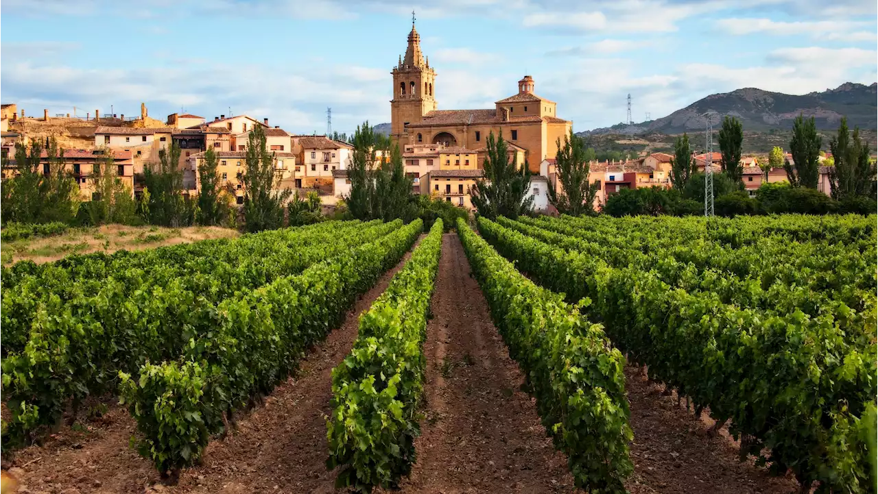 Blood on the vats as Britons lose their taste for Rioja and Spanish winemakers revolt