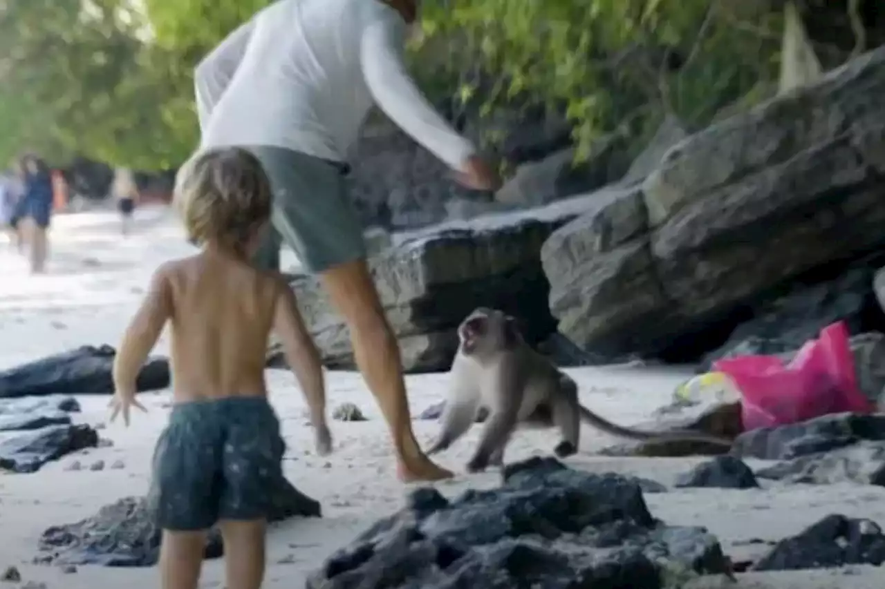 Boy, 1, attacked by raging monkey gang as dad forced to punch snarling beasts