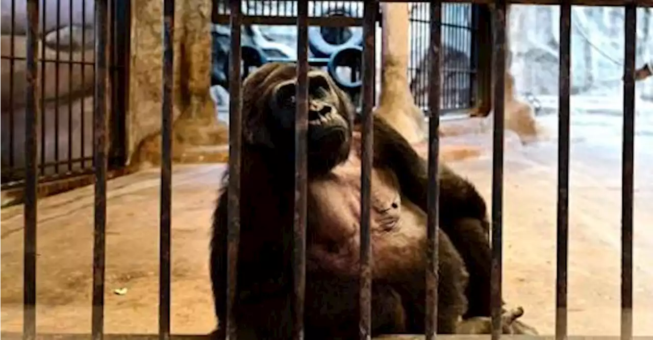 No freedom on the horizon for Bangkok ‘mall gorilla’