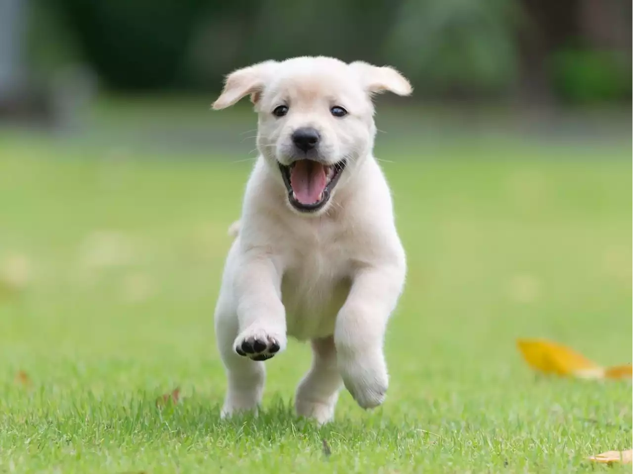 TOP DOG: These are the most popular puppy names of the year