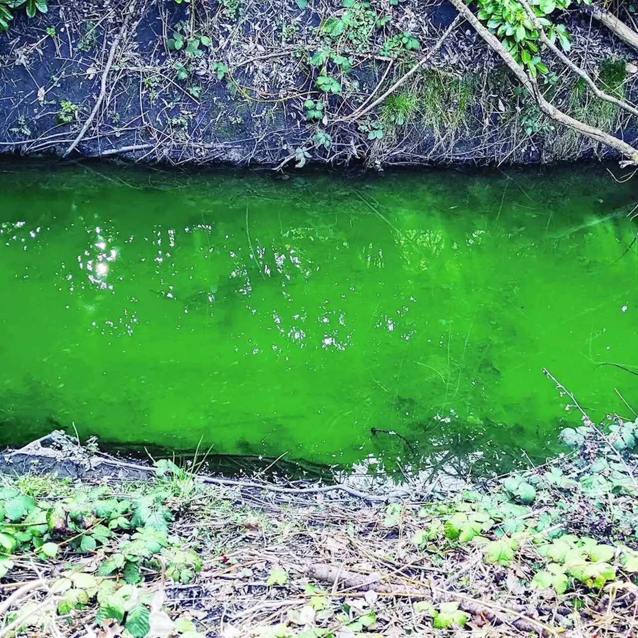 Green dye in Bowker Creek used to test drain connections: Saanich