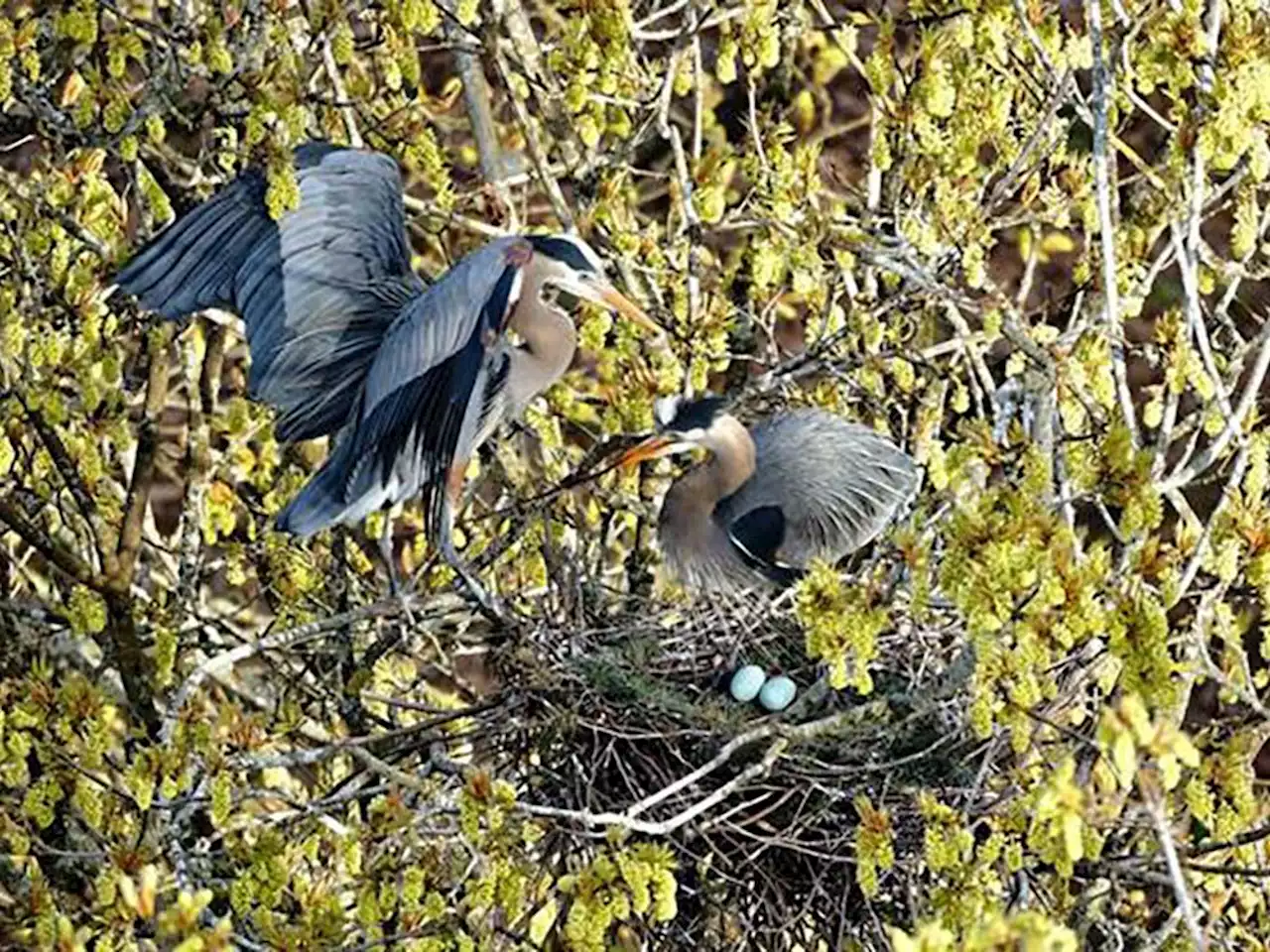 Great blue herons are back in Stanley Park for 23rd straight year