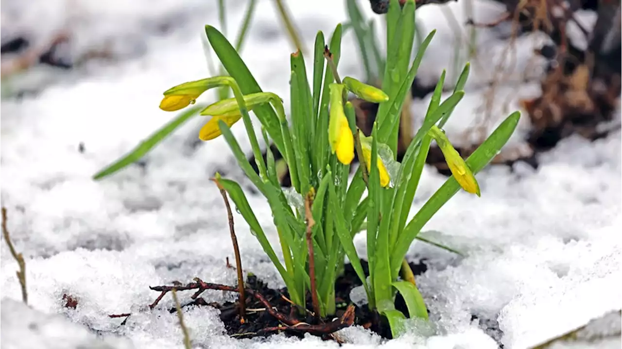 Wetter in Deutschland: Doch noch kein Frühling? Enttäuschende Prognose