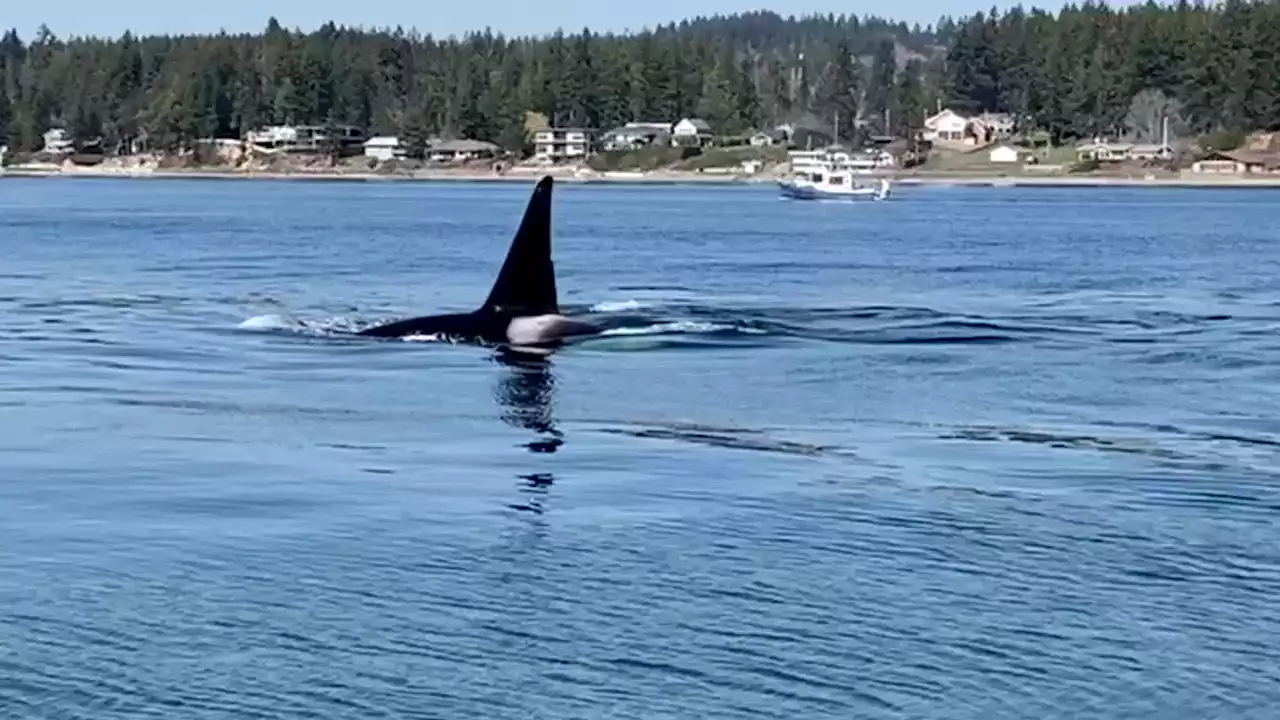 Killer Whales Spotted Near The Shores Of Fox Island, Washington - Videos from The Weather Channel