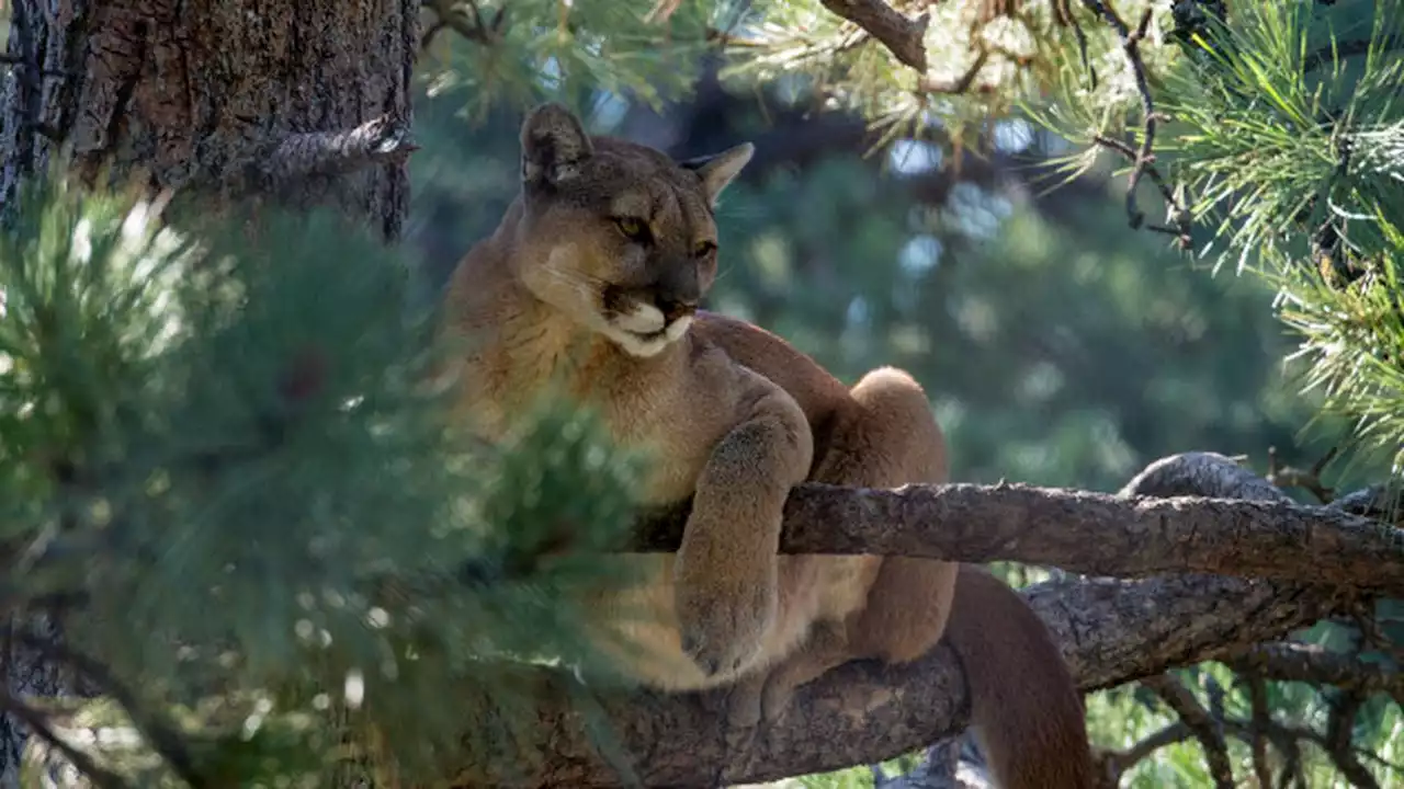 Mountain lion attacks man from behind while he and his wife relaxed in hot tub