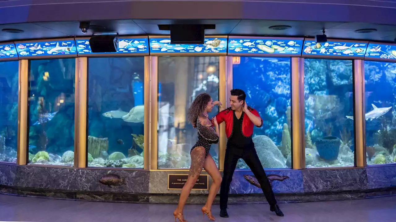 Latino Entertainment Under the Sea at Shedd Aquarium’s Ritmo del Mar, March 25