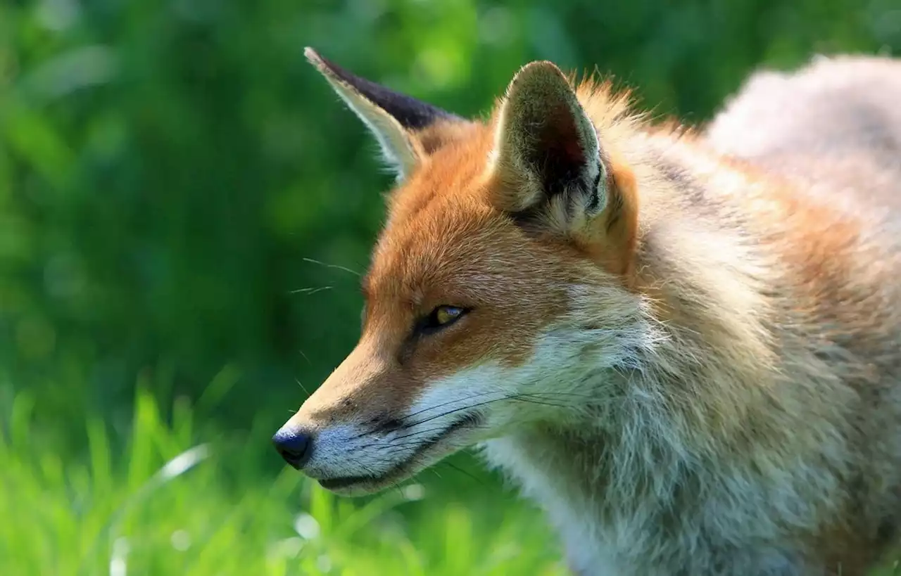 Un renard porteur de la grippe aviaire retrouvé mort en Seine-et-Marne