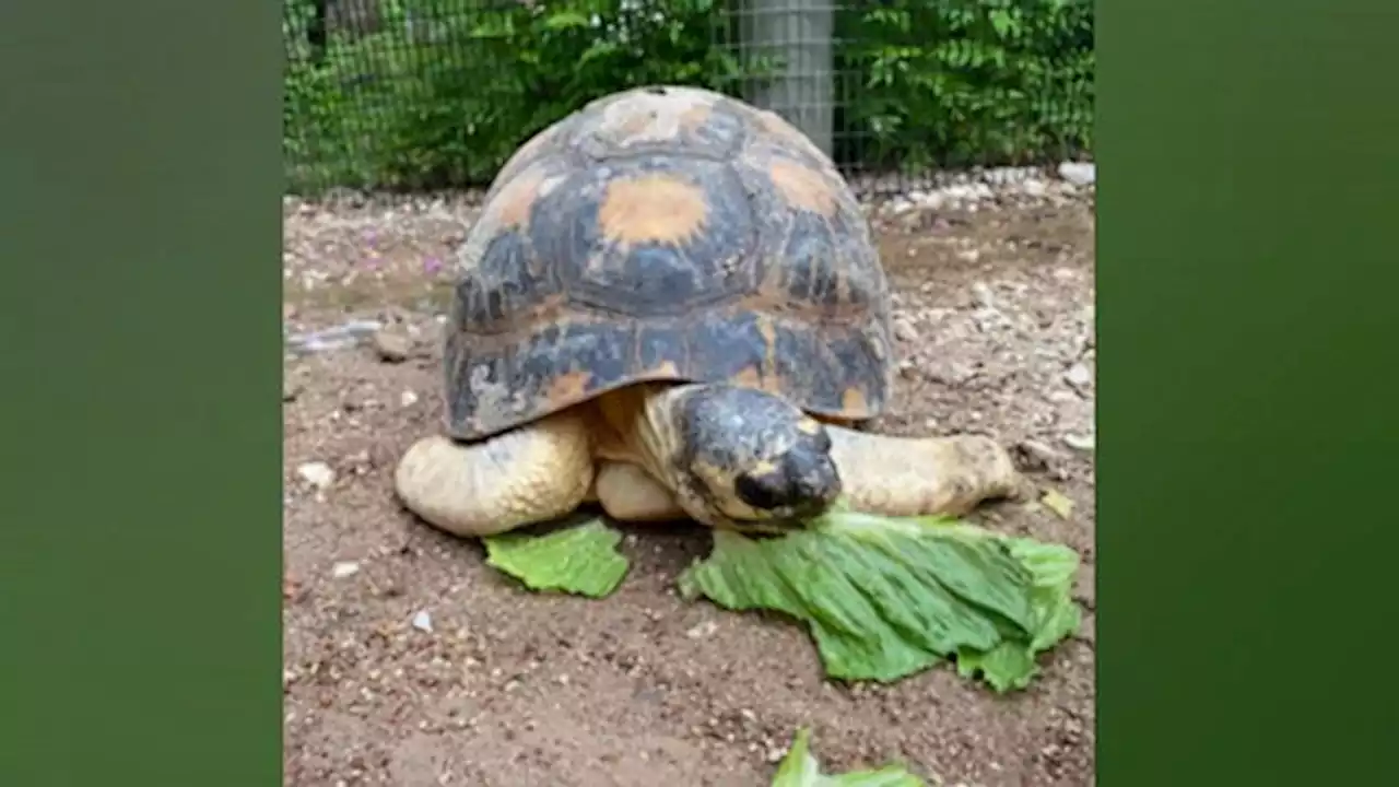 Oldest animal at the Houston Zoo becomes first-time dad at the age of 90