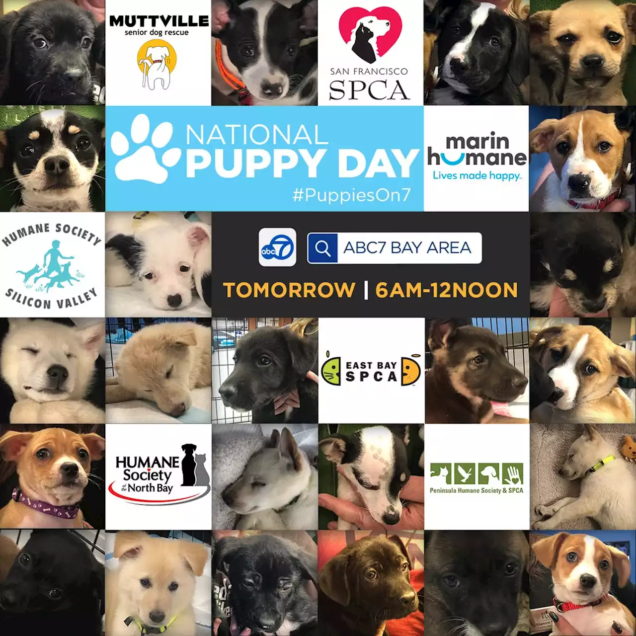 WATCH LIVE TOMORROW: ABC7 Puppy Cam adoption event for National Puppy Day 2023