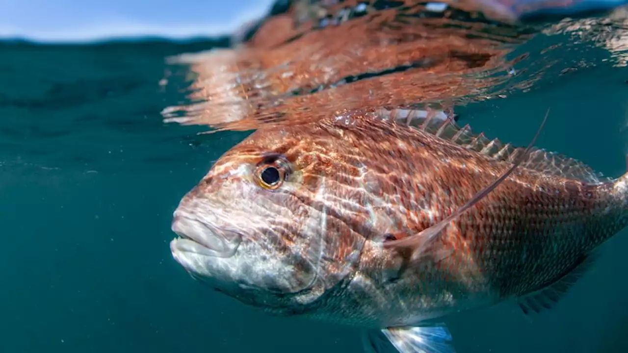 Climate change inaction could spell bad news for Australian fisheries as waters warm