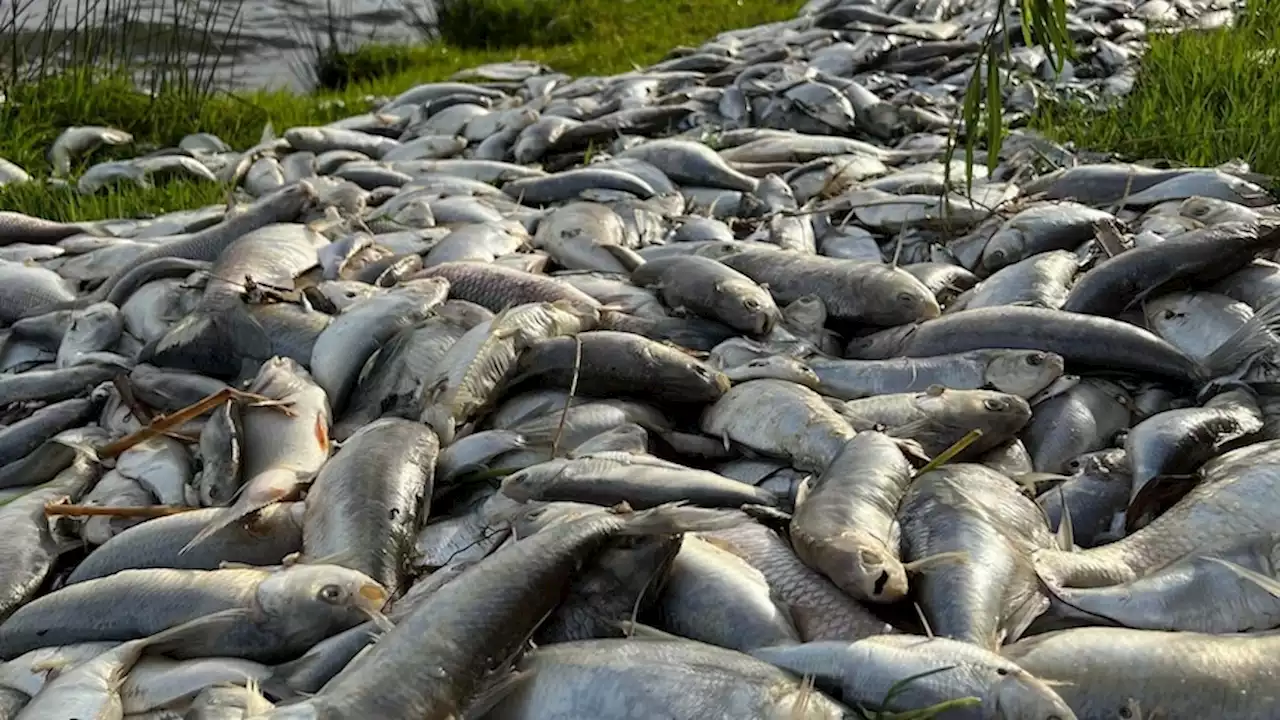 Menindee's fish kills have shocked Australia this week. Now it's Victoria's turn