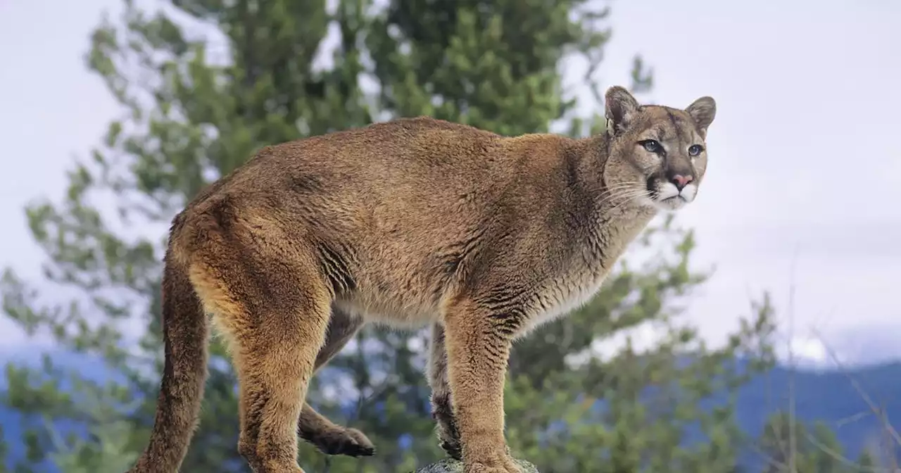 Mountain lion attacks man in hot tub at Colorado vacation rental