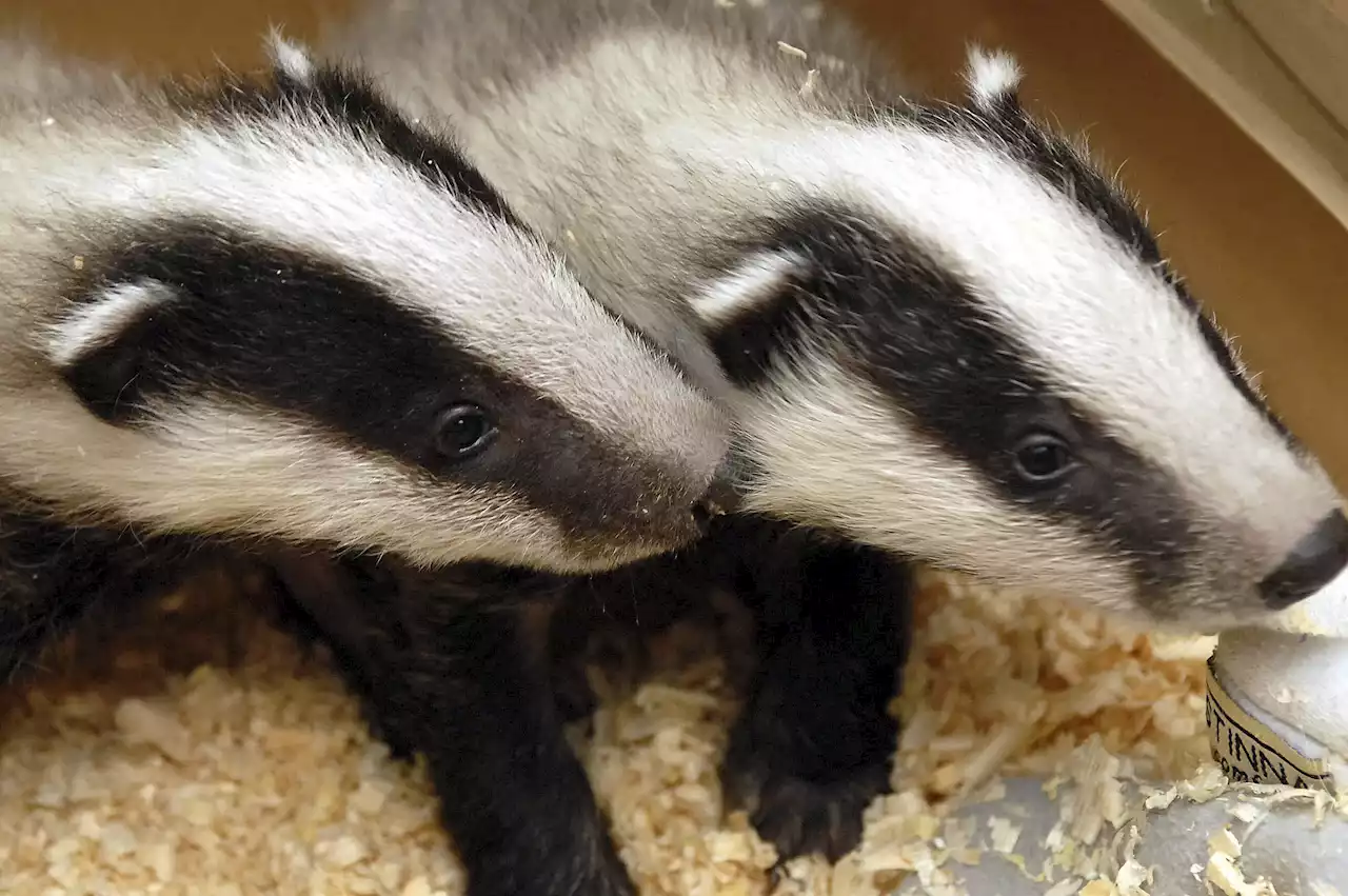 Get sett for delays: Badgers burrow under Dutch train tracks