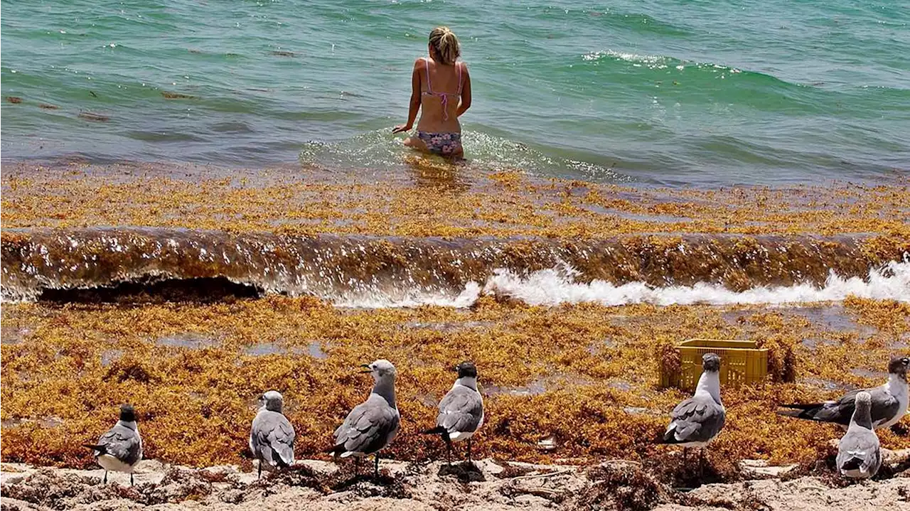 5,000-mile-long seaweed belt heading toward Miami