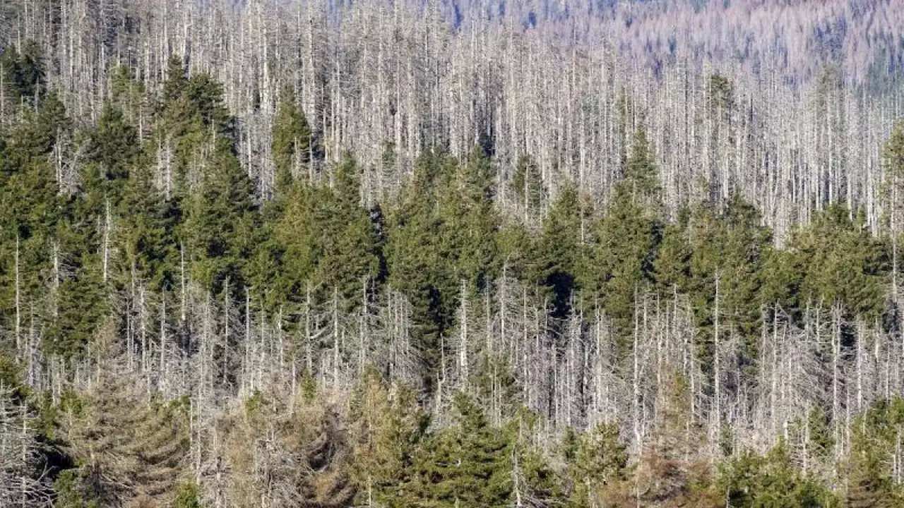 Nur noch jeder fünfte Baum gesund: So krank ist der deutsche Wald