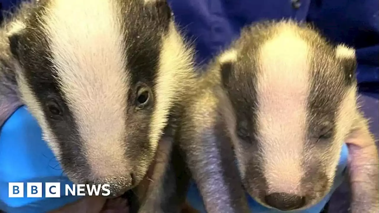 Baby badger introduced to orphaned boy badger in Norfolk