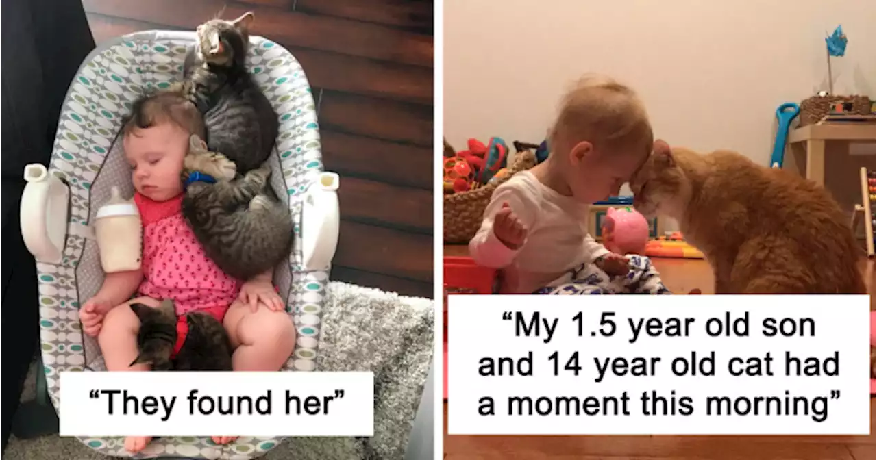 40 Times Cats Figured Their New Job Was Babysitting, And Nailed It