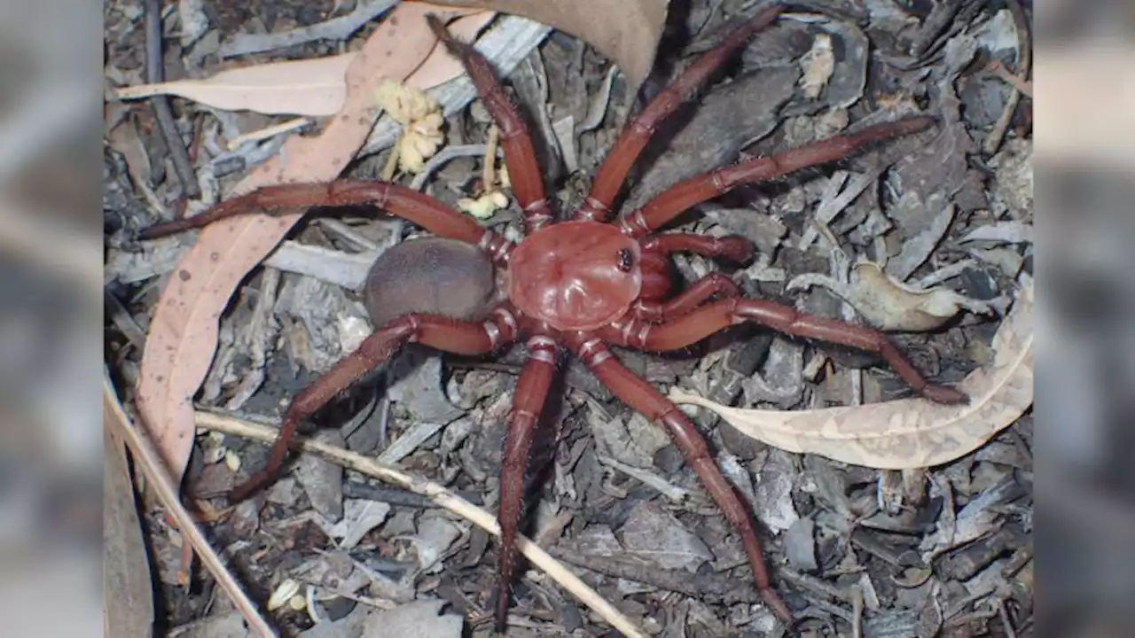 Rare giant spider species spotted in Queensland | CNN