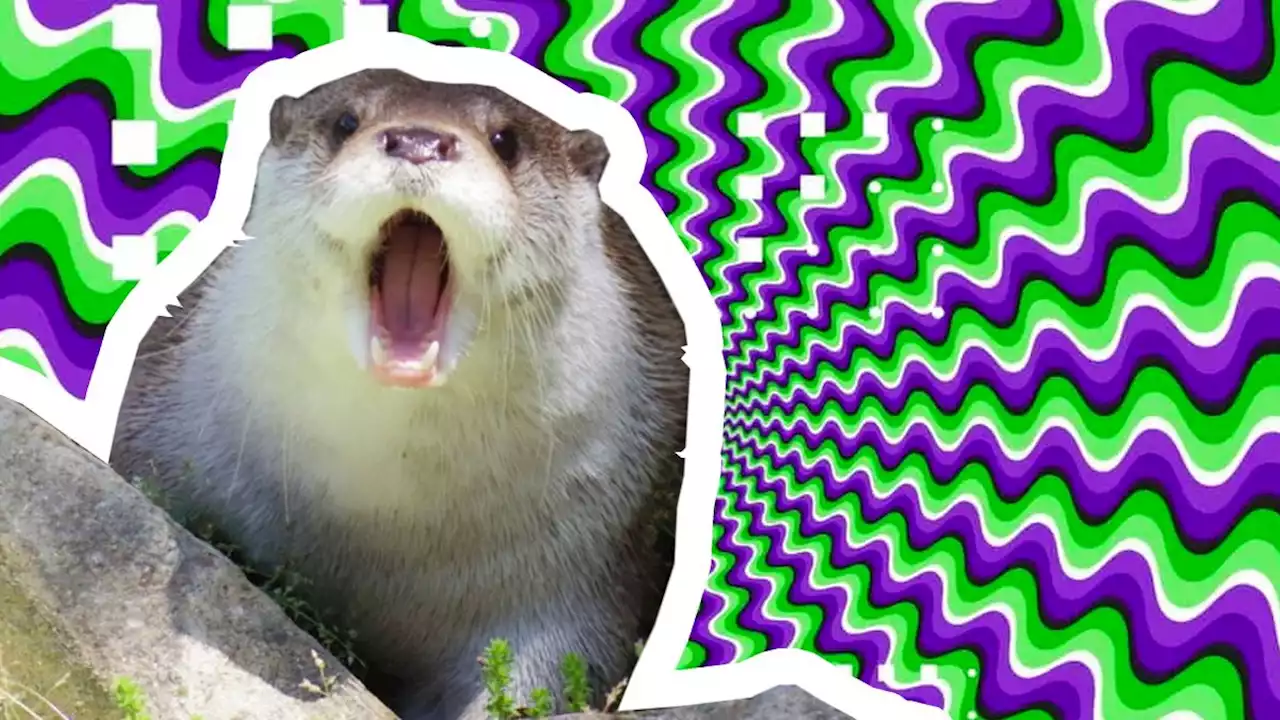 So, it turns out otters can see optical illusions