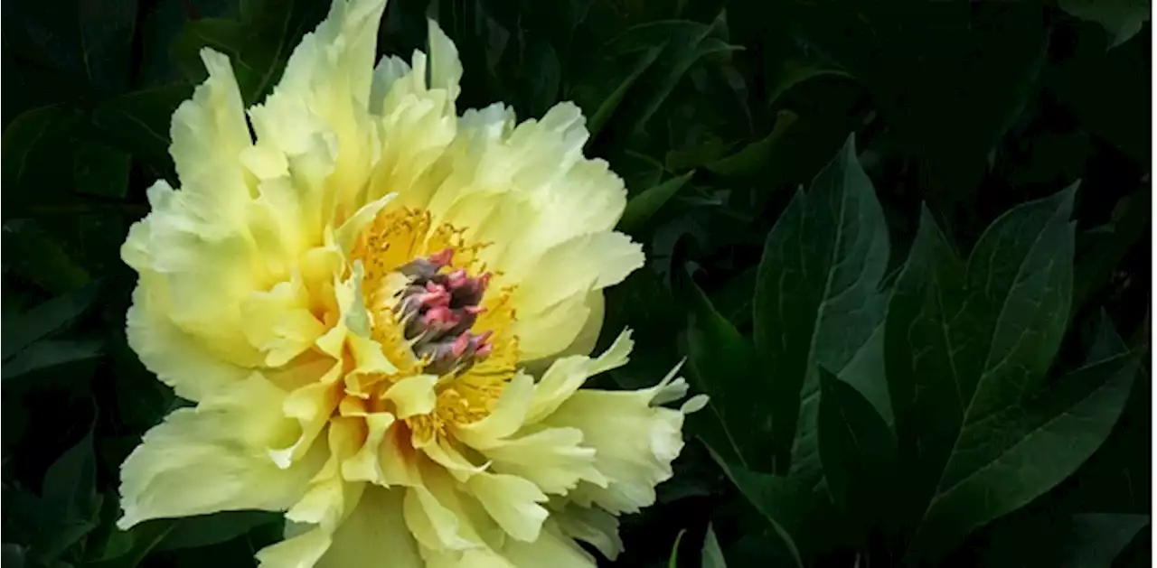 Oshawa Peony Festival once again named Top 100 in Ontario