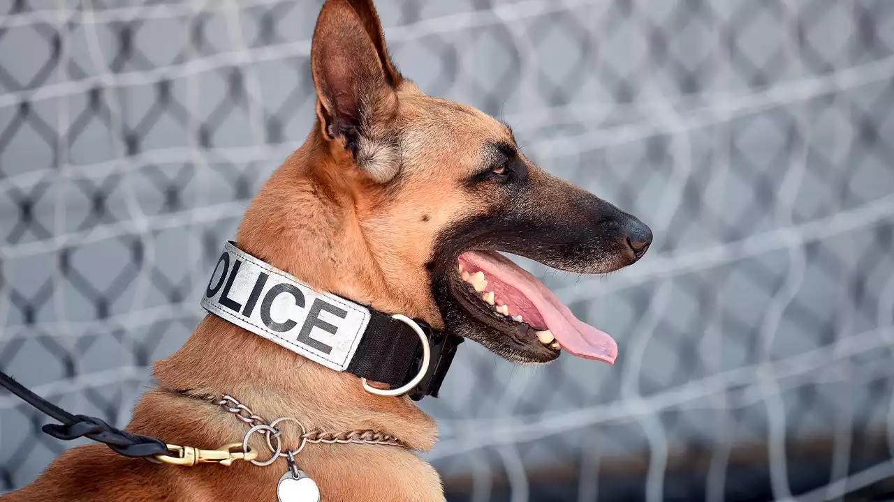 California bill would ban police dogs from arrests, crowd control; cites racial bias, trauma