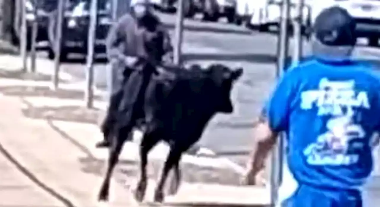 'Feisty' Canarsie cow escapes slaughterhouse, sprints through Brooklyn streets