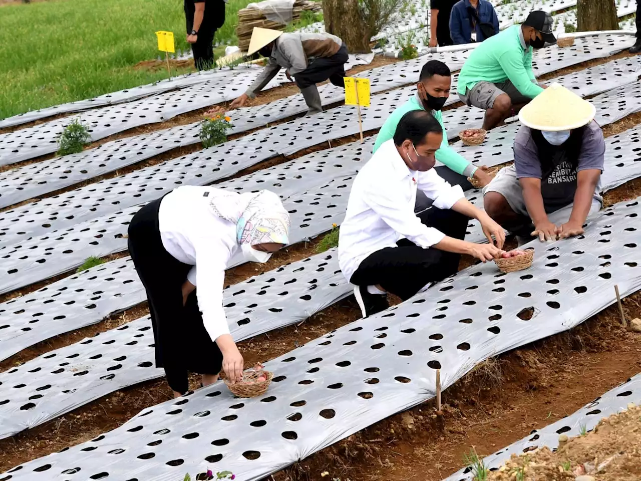 Peneliti Beberkan Fakta Mengejutkan soal Food Estate & Kebutuhan Pangan Dunia