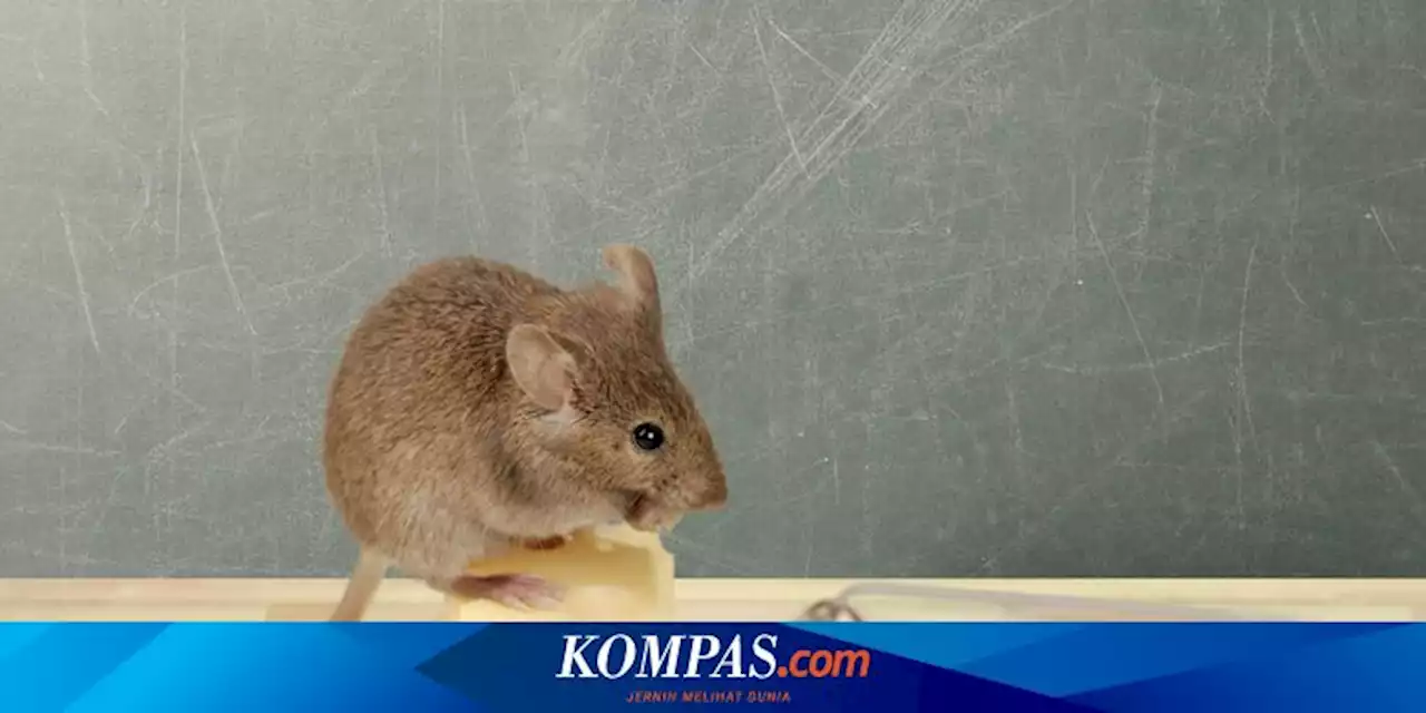 Dijamin Ampuh, Ini 7 Cara Mencegah Tikus Masuk Rumah