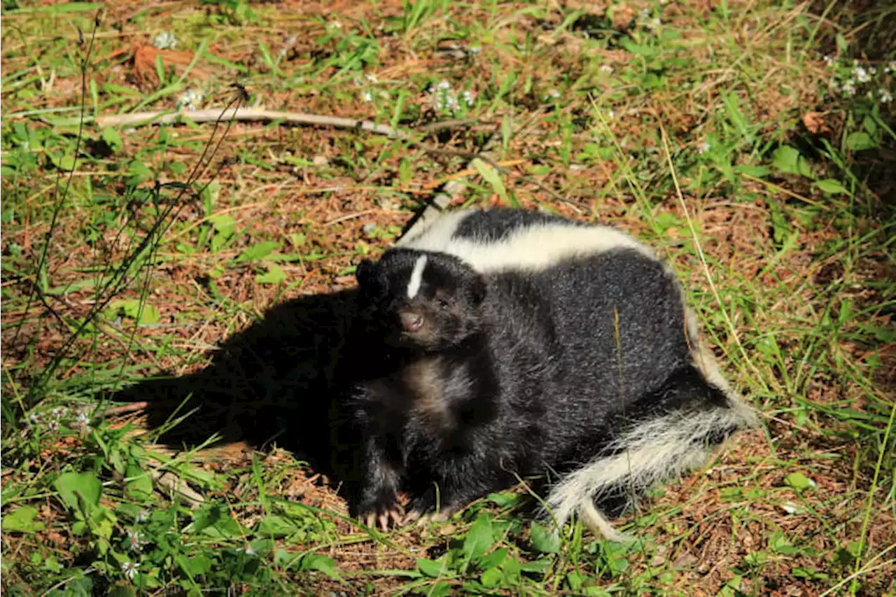 Highly contagious, easily transmittable virus found in Texas mammal for first time, TPWD says