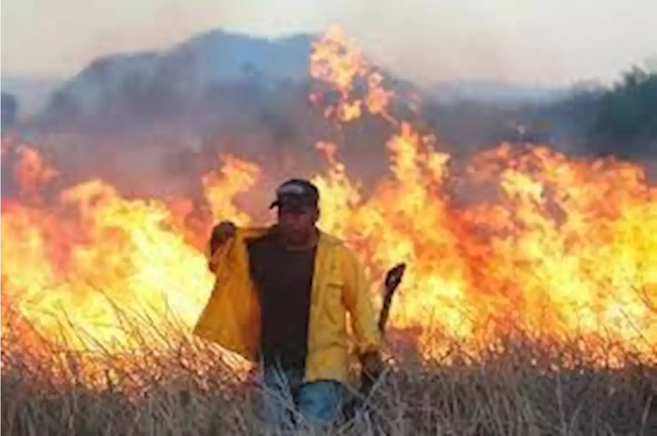 Atiende Jalisco 253 incendios forestales en lo que va del 2023