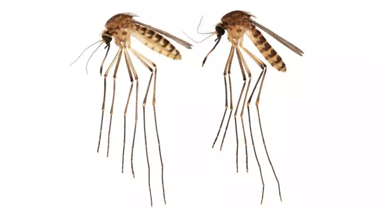 New invasive mosquitoes descend on Florida, raising concerns of disease