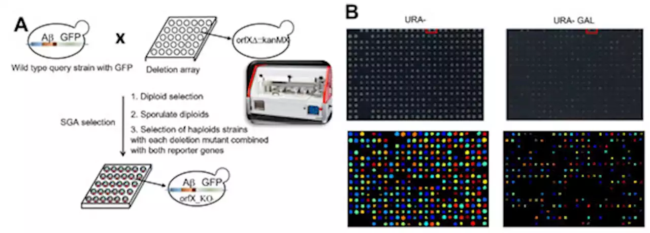 A Genome-Wide Functional Screen Identifies Enhancer and Protective Genes for Amyloid Beta-Peptide Toxicity