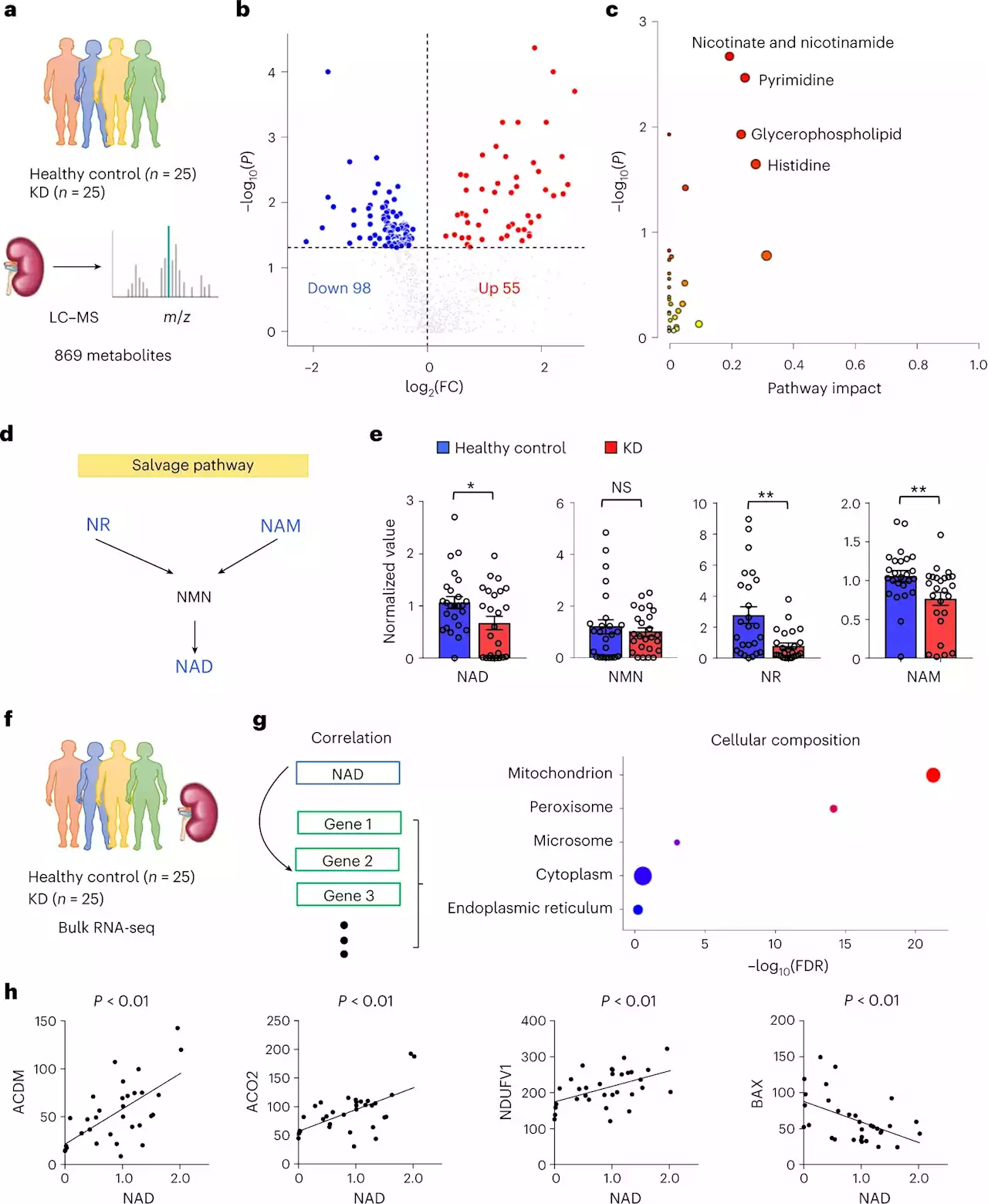 Scientists uncover protective role of NAD maintenance in kidney disease