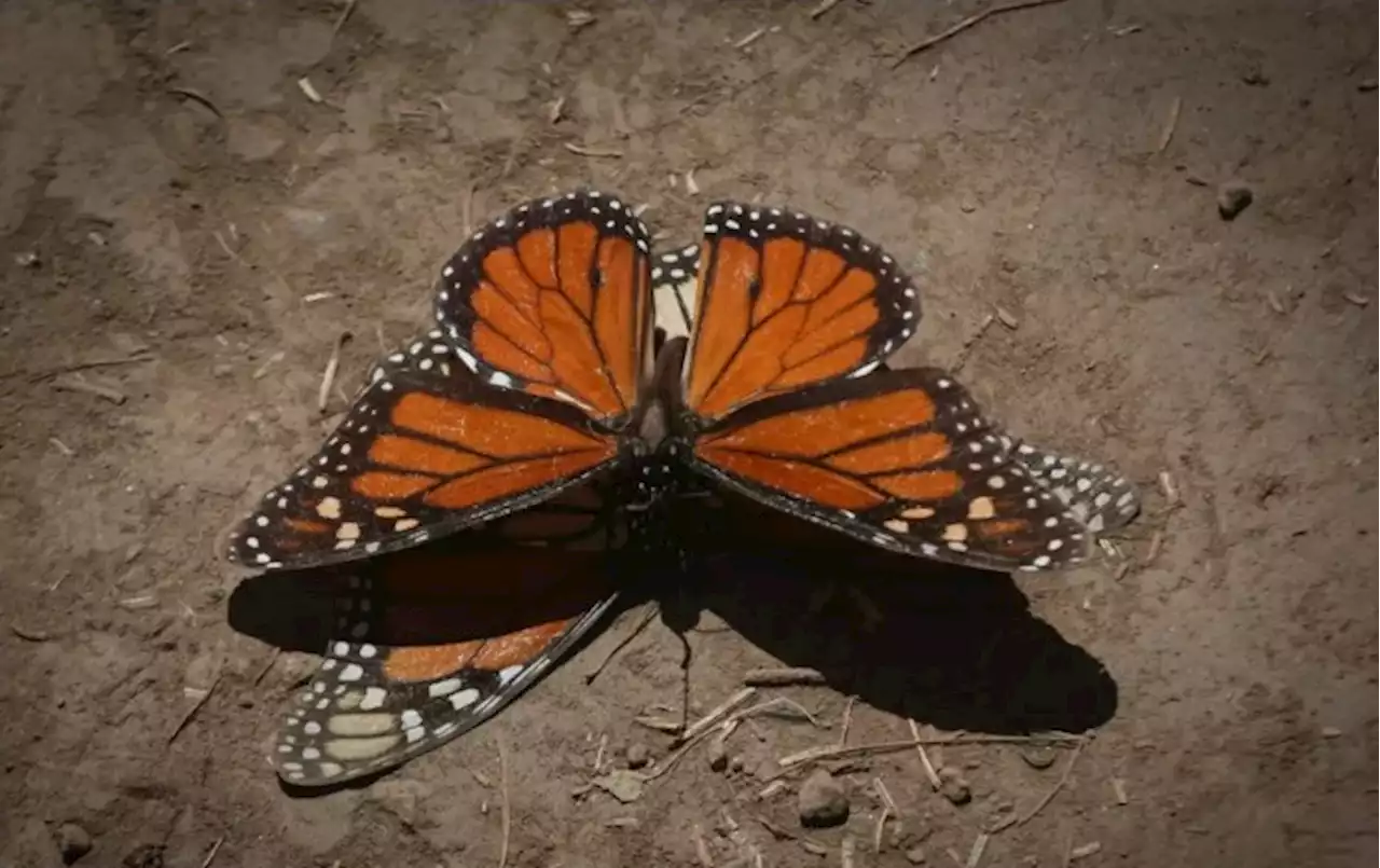 Conanp: presencia de mariposa monarca disminuye un 22%