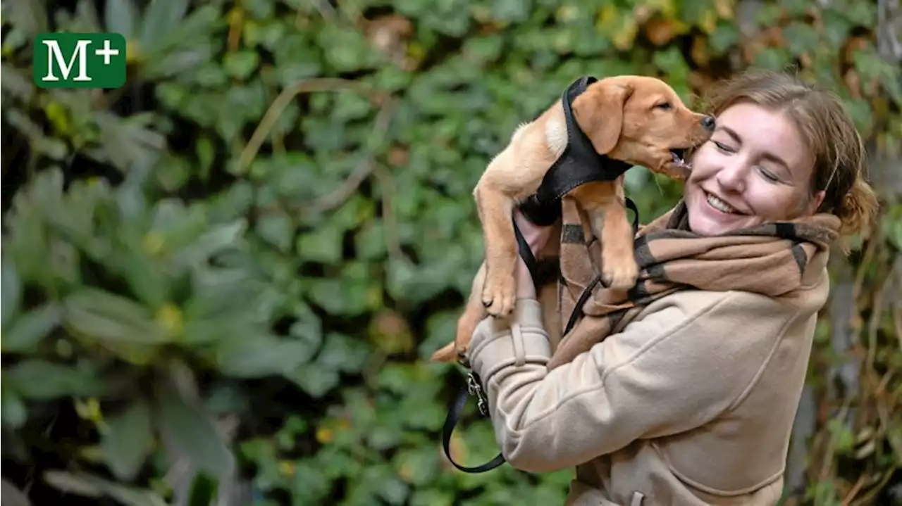 Tödliche Gefahr: Berliner in Sorge wegen Hundemalaria