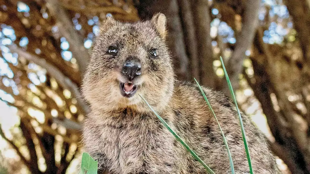 Quokka