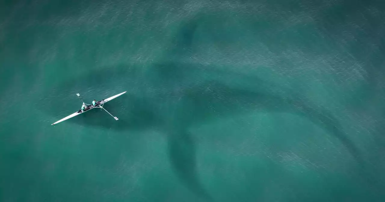 ¿Cómo sería el ataque de un megalodón? Esta impresionante animación lo recreó