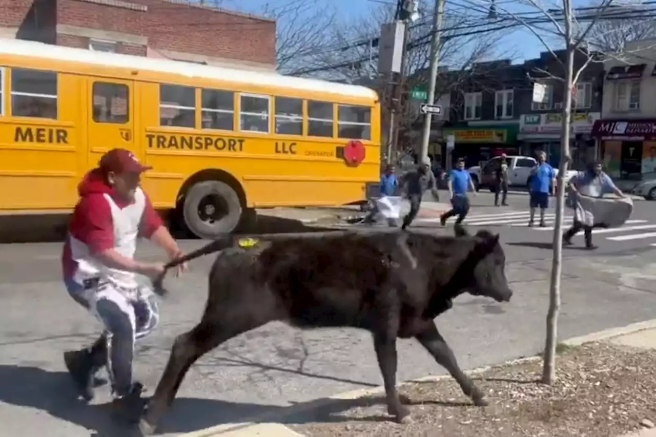 On the mooove! Escaped cow runs through Canarsie