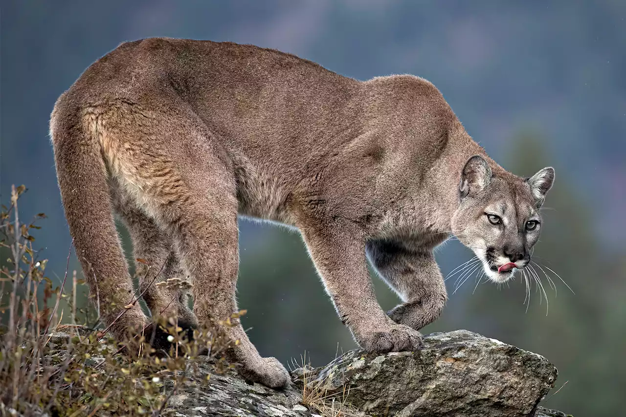 Rafters fight off mountain lion attack with paddles along Arizona river