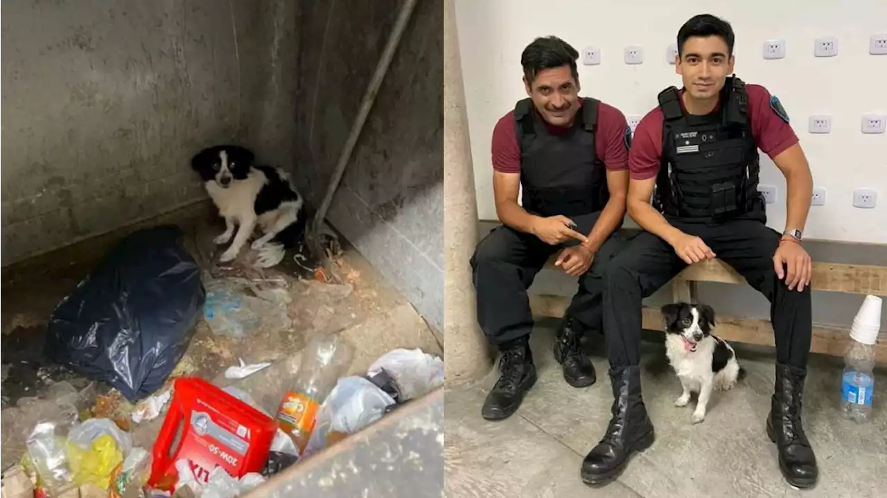 Identificaron a la mujer que tiró un perro a la basura en Villa Luro