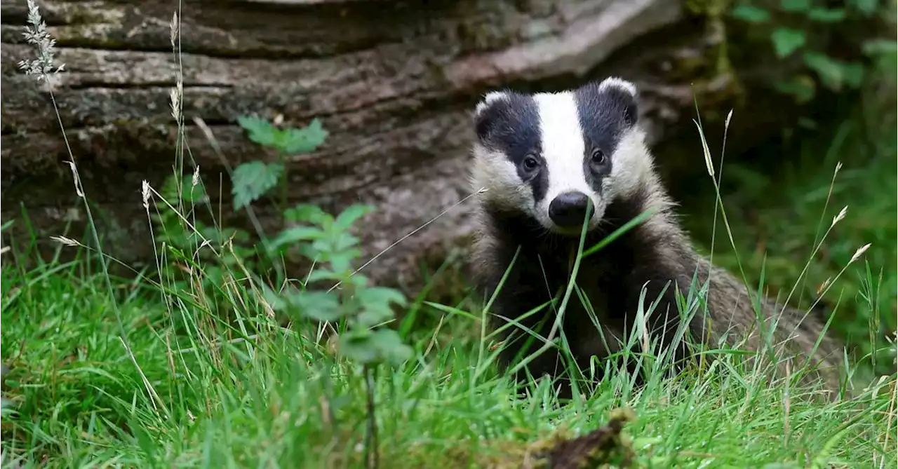 Burrowing badgers threaten to undermine Dutch rail system