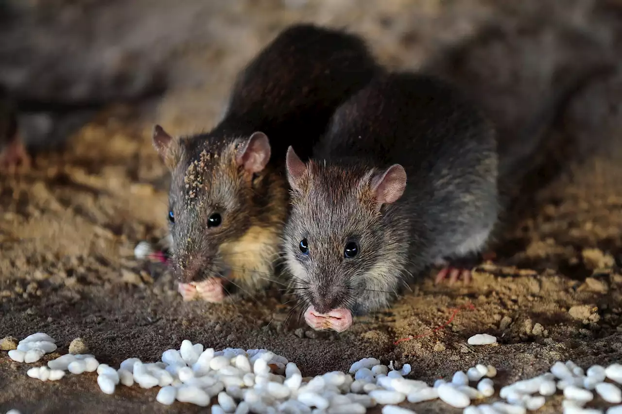 Grève des éboueurs : quels sont les risques liés aux rats ?