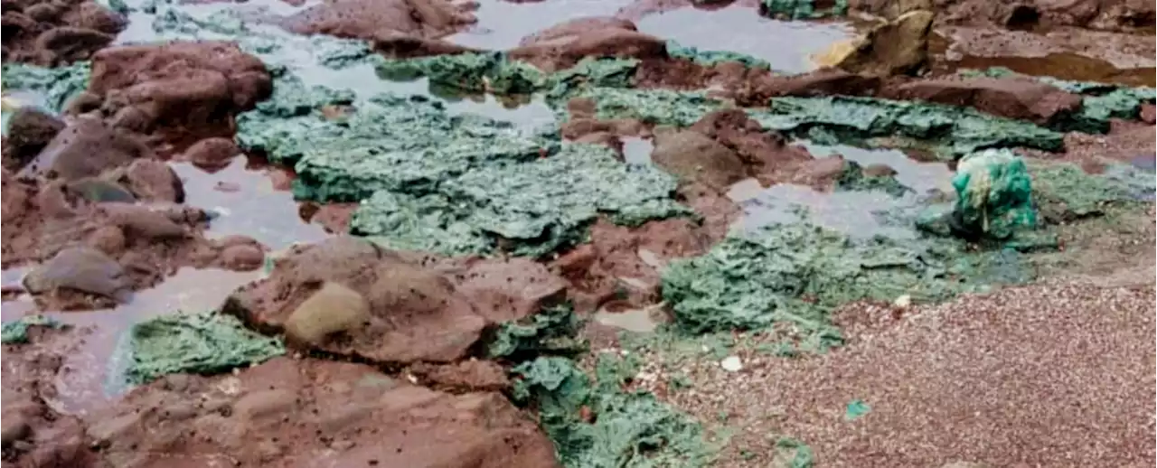 'Horrifying' Plastic Rocks Emerge in Remote Island Paradise