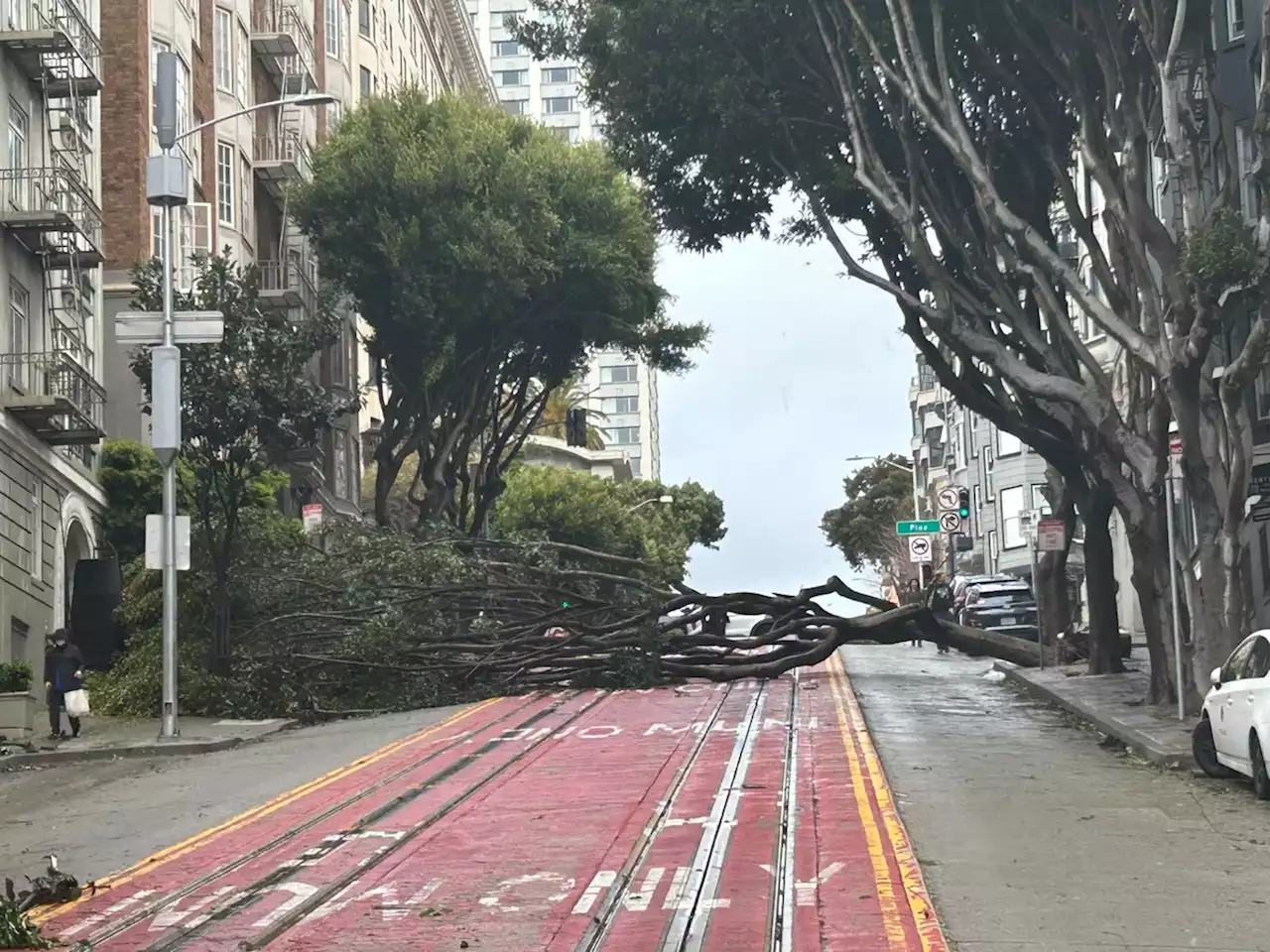 'Avoid unnecessary travel': Trees fall across Bay Area amid high winds