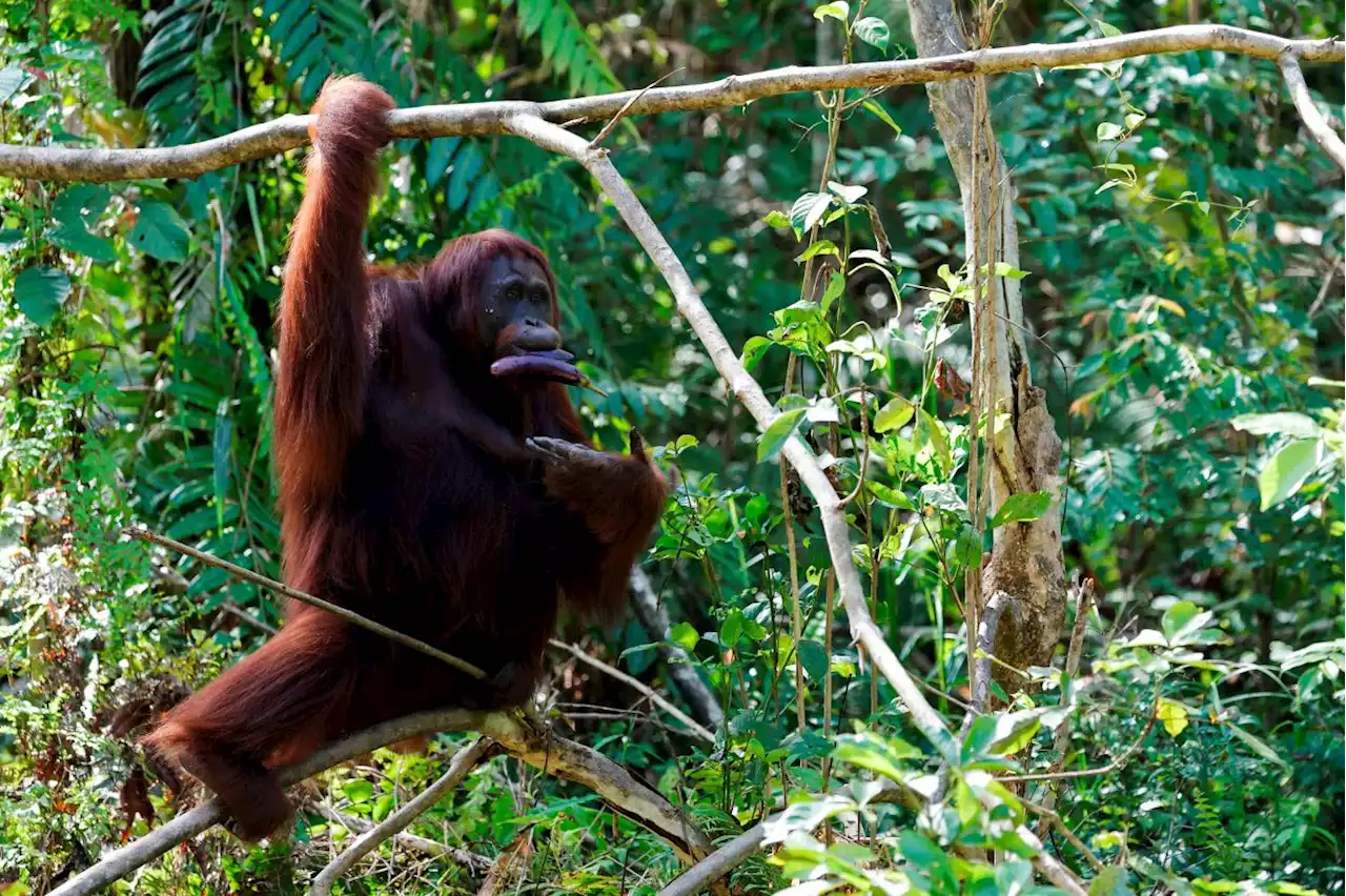 Fears for orangutans, dolphins as Indonesia presses on with new capital