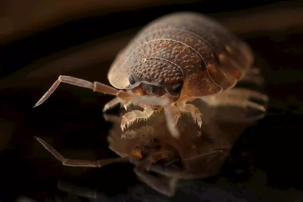 Pest controller ranks Sudbury No. 3 as ‘bed-buggiest’ in Canada