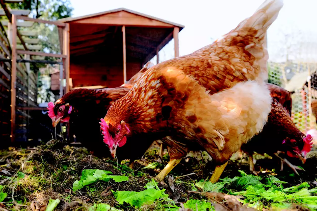 Ask about rooster return policy when getting chicks for your yard: BC SPCA - Terrace Standard